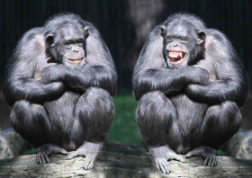 Pohlednice 3D Šimpanzi