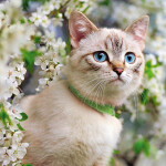 Nástěnný poznámkový kalendář 2026 NOTIQUE - Kočky, 30 x 30 cm