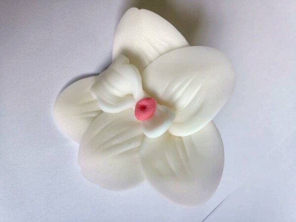 Dortisimo Cukrová orchidej bílá (9 ks)