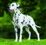 Nástěnný poznámkový kalendář 2026 Helma - Dogs
