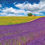 Nástěnný poznámkový kalendář 2026 NOTIQUE - Provence, 30 x 30 cm - BEZ ČEŠTINY