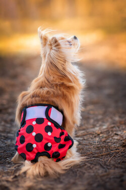 Gama hárací kalhotky pro psa Barva: Červená, Obvod slabin (cm): 22 - 38