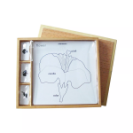 Moyo Montessori Moyo Montessori Sada aktivit k botanickým puzzle (popisky v ANJ)