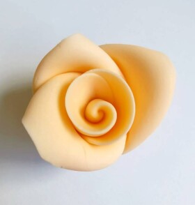 Dortisimo Cukrová růže střední broskvová (25 ks)