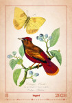 Nástěnný kalendář 2026 Helma - Aviarium, 31,5 x 45 cm