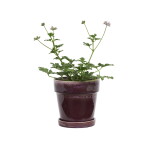 MADAM STOLTZ Květináč s podmiskou Purple Ø 18 cm, fialová barva, keramika