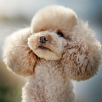 Nástěnný poznámkový kalendář 2026 NOTIQUE - Psi, 30 x 30 cm