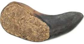 TRIXIE Žvýkací pamlsek Buvolí roh plněný šlachou / Pamlsek pro psy / 10-14 cm (G14-277516)