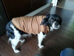 Navy zimní bunda pro psa s kožíškem Barva: Červená, Délka zad (cm): 40, Obvod hrudníku: 60 - 63 cm