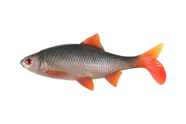 Fox Rage Gumová nástraha Ultra Natural Roach,Fox Rage Gumová nástraha Ultra Natural Roach