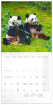 Poznámkový kalendář Pandy 2025, 30 30 cm