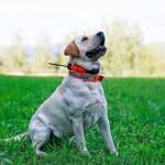 Obojek pro dalšího psa DOG GPS X25- zelená