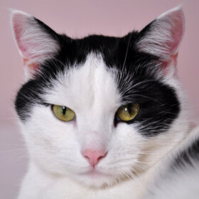 O splněných přáních - Dagmar Langová - audiokniha