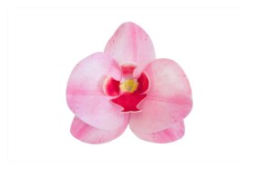Dortisimo Dekorace z jedlého papíru Orchidej růžová (10 ks)