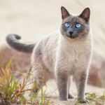 Nástěnný poznámkový kalendář 2026 NOTIQUE - Kočky, 30 x 30 cm