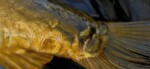 G.B.U. Boilies Superba - 24mm 3kg,G.B.U. Boilies Superba - 24mm 3kg