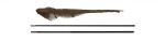 FOX Podběrák Horizon X3-S 46" Landing Net (CLN061)