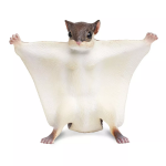 Safari Ltd. Safari Ltd. Figurka - Poletucha vlnatá