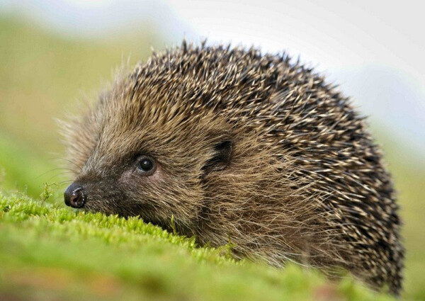 Pohlednice 3D Ježek