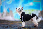 DogBaby bavlněná mikina pro psa Barva: Červená, Délka zad (cm): 25, Obvod hrudníku: 30 - 36 cm