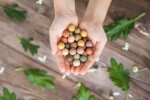 Blossombs Dárková sada semínek divokých květin Mother's day Medium – 9 ks, růžová barva, krémová barva, přírodní barva