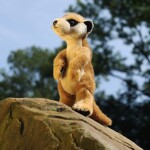 Plyšová surikata stojící 30 cm