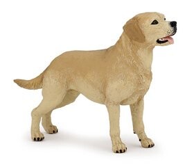 Labrador