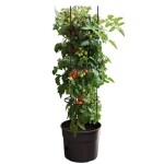 Tomato Grower Květináč