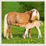 Nástěnný kalendář 2027 Helma Horses