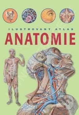 Anatomie Ilustrovaný atlas