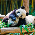 Nástěnný poznámkový kalendář 2026 NOTIQUE - Pandy, 30 x 30 cm