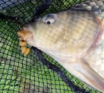 Chytil Vařený tygří ořech 250g,Chytil Vařený tygří ořech 250g