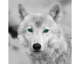 Obraz na zeď Arktický vlk, černobílý