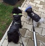 Coldy bunda pro psa s kapucí Barva: Černo-modrá, Délka zad (cm): 30, Obvod hrudníku: 26 - 40 cm