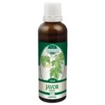 Javor Babyka (P17)
