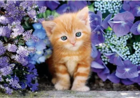 Clementoni 35585 Puzzle Zrzavé kotě 500 dílků