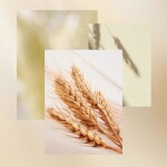 Náušnice s čirými zirkony ve tvaru obilných klásků – elegantní přírodní design, Zlatá