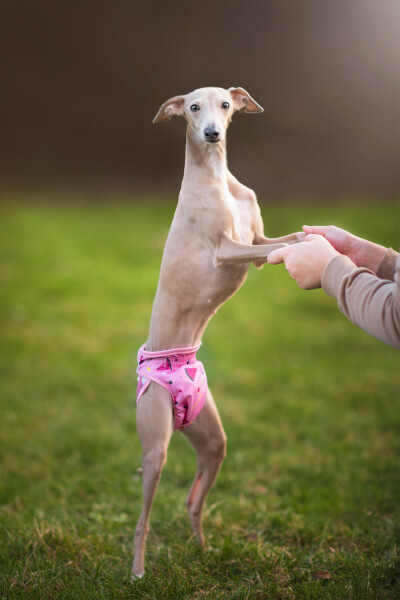 Táňa hárací kalhotky pro psa Barva: Růžová, Obvod slabin (cm): 42 - 65