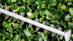Elektrické nůžky na živý plot Bosch UniversalHedgeCut 50 06008C0501