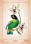 Nástěnný kalendář 2026 Helma - Aviarium, 31,5 x 45 cm