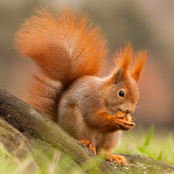 Pohlednice 3D Veverka