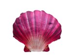 Gaby Polštář Mušle červená 45 cm,Gaby Polštář Mušle červená 45 cm