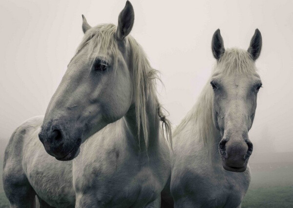 Pohlednice 3D - Bělouši