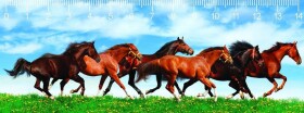 Pravítko 3D - Horses in green field deep