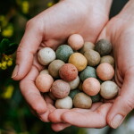 Blossombs Dárková sada semínek divokých květin Egg Box Happy Easter – 6 ks, zelená barva, papír