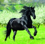 Nástěnný poznámkový kalendář 2026 Helma - Horses