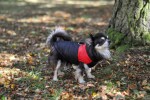 Slim-rainy obleček pro psa na zip Barva: Černo-červená, Délka zad (cm): 51, Obvod hrudníku: 74 - 80 cm