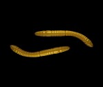 Libra Lures Fatty D’Worm Coffee Milk - D’Worm 6,5cm 10ks,Libra Lures Fatty D’Worm Coffee Milk - D’Worm 6,5cm 10ks