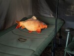 Delphin Plyšový kapr Carpy,Delphin Plyšový kapr Carpy