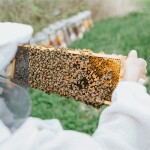 Včelařství Domovina Zpátky do formy 3x75 g ochucené medy zázvor, rakytník, šípek